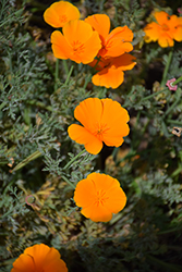 California Poppy (Eschscholzia californica) at Stonegate Gardens