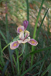 Sebastopol Iris (Iris 'Sebastopol') at Stonegate Gardens
