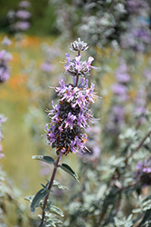 Bee's Bliss Sage (Salvia 'Bee's Bliss') at Lakeshore Garden Centres