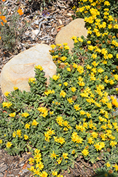 San Bruno Mountain Golden Aster (Heterotheca sessiliflora 'San Bruno Mountain') at Lakeshore Garden Centres