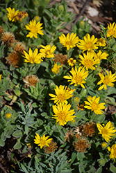 San Bruno Mountain Golden Aster (Heterotheca sessiliflora 'San Bruno Mountain') at Lakeshore Garden Centres