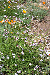 Paseo Rancho Verbena (Verbena lilacina 'Paseo Rancho') at Lakeshore Garden Centres