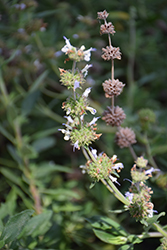 Shirley's Creeper Sage (Salvia 'Shirley's Creeper') at Lakeshore Garden Centres