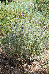 Allen Chickering Sage (Salvia 'Allen Chickering') at Lakeshore Garden Centres