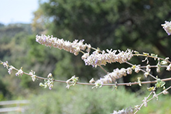 Desert Lavender (Condea emoryi) at A Very Successful Garden Center