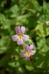 Monkeyflower (Mimulus lewisii x cardinalis) at Lakeshore Garden Centres
