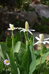 Yerba Mansa (Anemopsis californica) at Stonegate Gardens