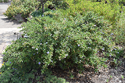 Wheeler Canyon California Lilac (Ceanothus 'Wheeler Canyon') at Stonegate Gardens