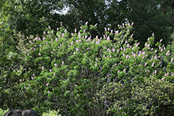 Canyon Pink California Buckeye (Aesculus californica 'Canyon Pink') at Stonegate Gardens