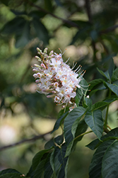 California Buckeye (Aesculus californica) at Stonegate Gardens