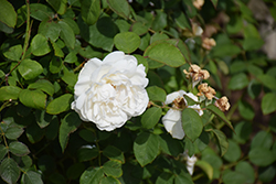 White Mary Rose (Rosa 'White Mary') at Lakeshore Garden Centres
