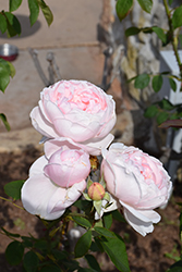 Chaucer Rose (Rosa 'Chaucer') at Lakeshore Garden Centres