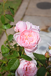 Chaucer Rose (Rosa 'Chaucer') at Lakeshore Garden Centres