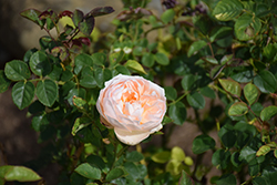 Ambridge Rose (Rosa 'Auswonder') at Lakeshore Garden Centres