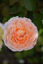 Tamora Rose (Rosa 'Austamora') at Lakeshore Garden Centres