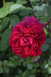 The Dark Lady Rose (Rosa 'The Dark Lady') at Stonegate Gardens