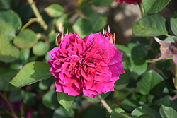 Prospero Rose (Rosa 'AUSpero') at Lakeshore Garden Centres