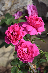 Wise Portia Rose (Rosa 'Wise Portia') at Stonegate Gardens