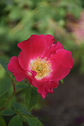 Red Coat Rose (Rosa 'Red Coat') at Lakeshore Garden Centres