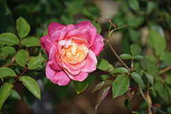 Rosette Delizy Rose (Rosa 'Rosette Delizy') at Lakeshore Garden Centres