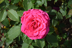 Cynthia Rose (Rosa 'WARdrosa') at Lakeshore Garden Centres