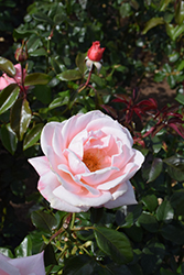 New Zealand Rose (Rosa 'MACgenev') at Stonegate Gardens