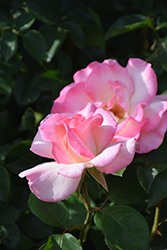 Pink Promise Rose (Rosa 'Pink Promise') at Lakeshore Garden Centres