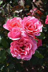 Duet Rose (Rosa 'Duet') at Stonegate Gardens