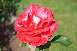 Color Magic Rose (Rosa 'JACmag') at Stonegate Gardens