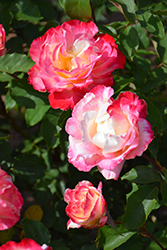 Double Delight Rose (Rosa 'Double Delight') at Stonegate Gardens