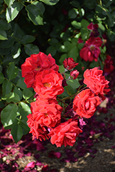 Tempo Rose (Rosa 'JACclop') at Lakeshore Garden Centres