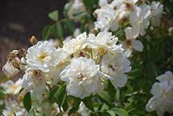 Thisbe Rose (Rosa 'Thisbe') at Lakeshore Garden Centres