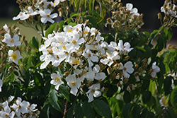 Kathleen Rose (Rosa 'Kathleen') at Lakeshore Garden Centres