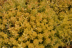 Coppertone Stonecrop (Sedum nussbaumerianum) at Stonegate Gardens