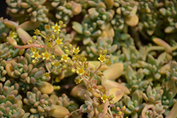 Carnicolor Stonecrop (Sedum adolphii 'Carnicolor') at Lakeshore Garden Centres