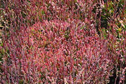 Large Red Carpet Stonecrop (Crassula pubescens ssp. radicans 'Large Red') at Lakeshore Garden Centres