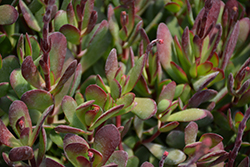 Large Red Carpet Stonecrop (Crassula pubescens ssp. radicans 'Large Red') at Lakeshore Garden Centres