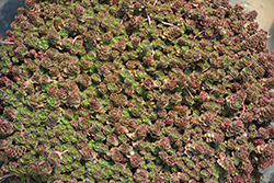 Rhubarb Stonecrop (Sedum spurium 'Rhubarb') at Lakeshore Garden Centres