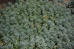 Blue Spruce Stonecrop (Sedum reflexum 'Blue Spruce') at Stonegate Gardens