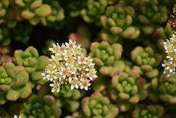 Shiny Stonecrop (Sedum lucidum) at Lakeshore Garden Centres