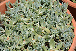 Blue Echeveria (Echeveria elegans 'Blue') at Lakeshore Garden Centres