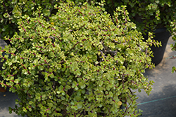 Green Elephant Food (Portulacaria afra 'Green') at Lakeshore Garden Centres