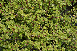 Green Elephant Food (Portulacaria afra 'Green') at Lakeshore Garden Centres