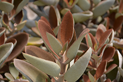 Copper Spoons (Kalanchoe orgyalis) at Lakeshore Garden Centres