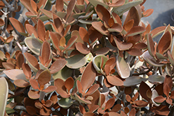 Copper Spoons (Kalanchoe orgyalis) at Stonegate Gardens