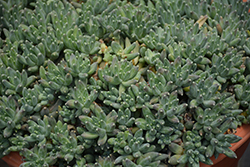 Little Jewel Plant (Pachyphytum compactum) at Lakeshore Garden Centres