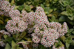 Springtime Crassula (Crassula 'Springtime') at Lakeshore Garden Centres