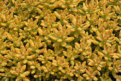 Orange Delight Coppertone Stonecrop (Sedum nussbaumerianum 'Orange Delight') at Stonegate Gardens