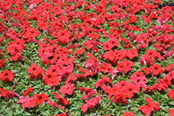 Pretty Grand Red Petunia (Petunia 'Pretty Grand Red') at Lakeshore Garden Centres