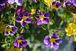 MiniFamous Uno Violet Star Calibrachoa (Calibrachoa 'KLECA16371') at Lakeshore Garden Centres